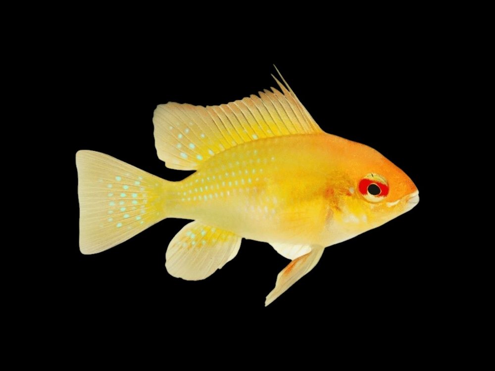 Sunshine Gold Ram