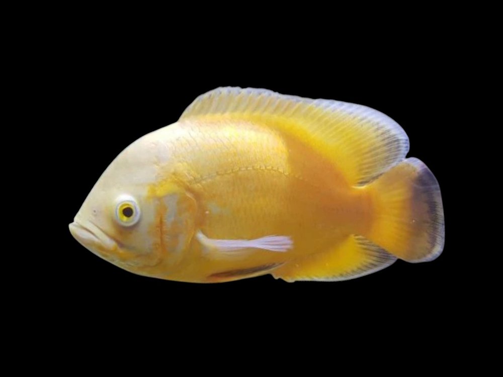 Sunshine Yellow Oscar