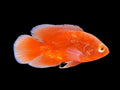 Super Chilli Red Oscar