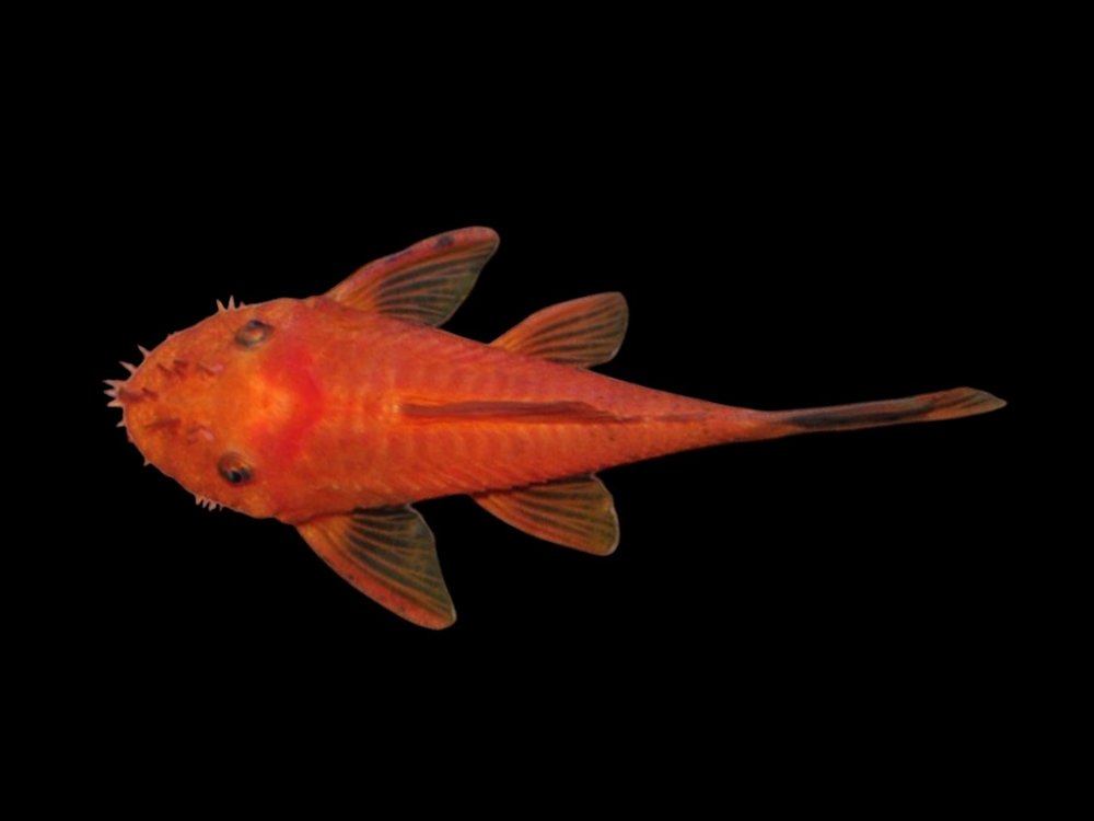 Super Red Bristlenose