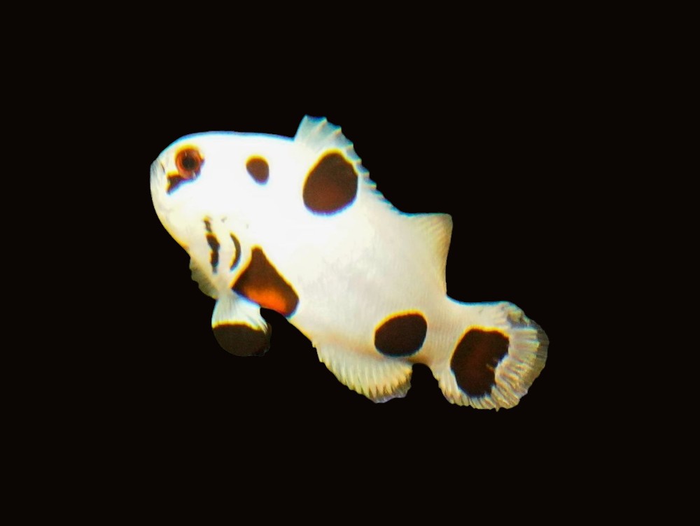 Super Storm Clownfish Pair | Amphiprion ocellaris