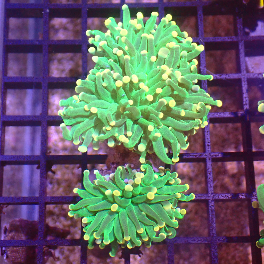 Torch Coral AA001 | Fimbriaphyllia glabrescens - Red Sea 15K