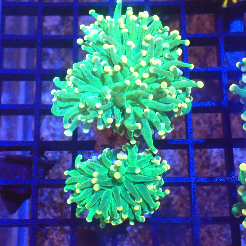 Torch Coral AA001 | Fimbriaphyllia glabrescens - Red Sea 20K LED