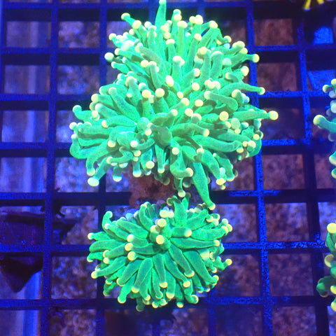Torch Coral AA001 | Fimbriaphyllia glabrescens - Red Sea 20K LED
