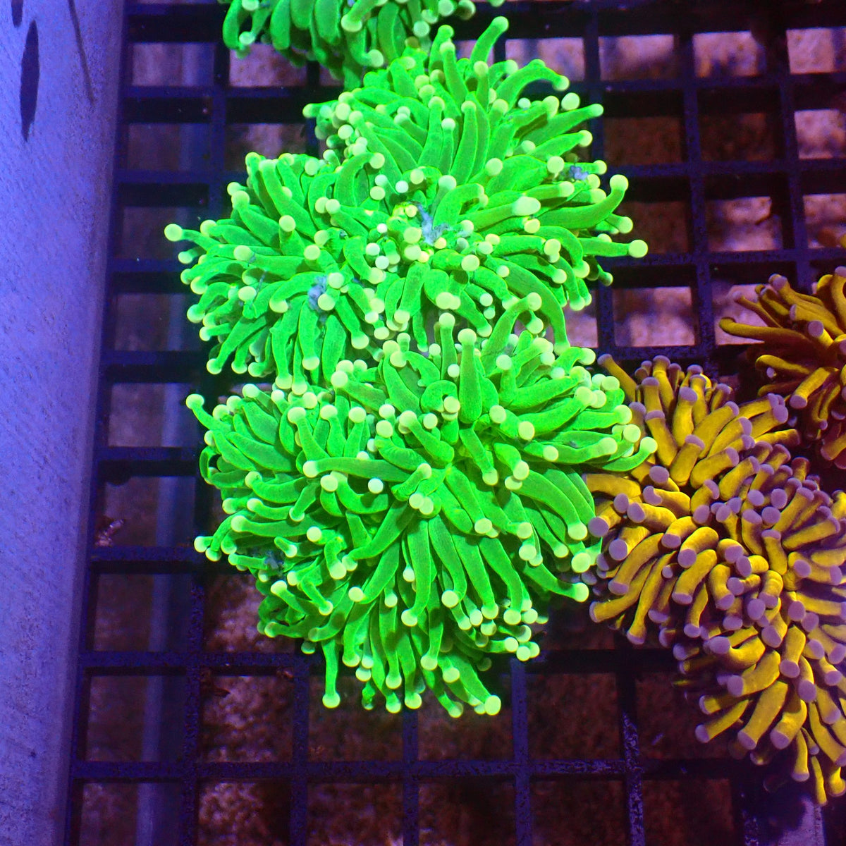 Torch Coral AA002 | Fimbriaphyllia glabrescens - Red Sea 15K