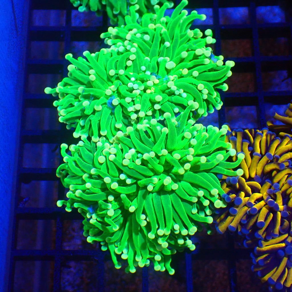Torch Coral AA002 | Fimbriaphyllia glabrescens - Red Sea 20K LED