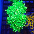 Torch Coral AA002 | Fimbriaphyllia glabrescens - Red Sea 20K LED