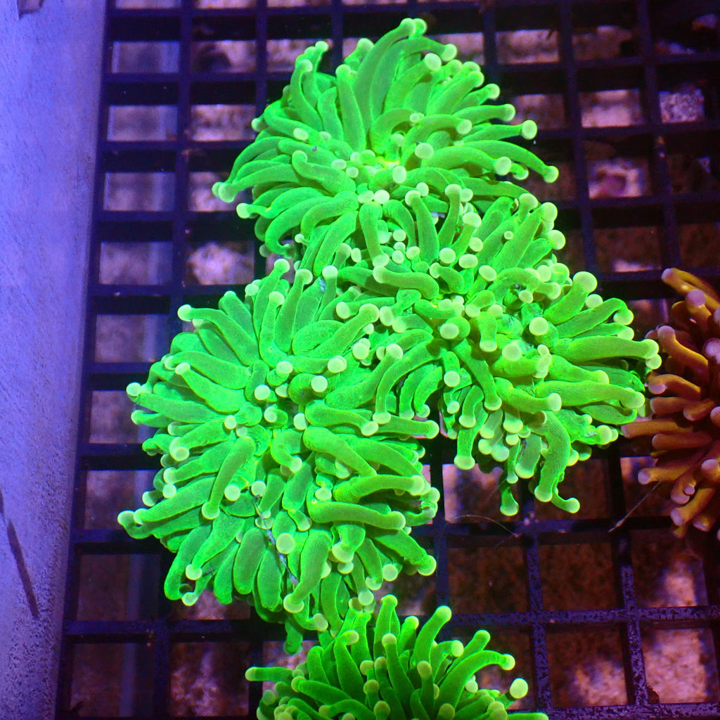 Torch Coral AA003 | Fimbriaphyllia glabrescens - Red Sea 15K