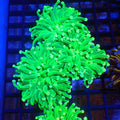Torch Coral AA003 | Fimbriaphyllia glabrescens - Red Sea 20K LED