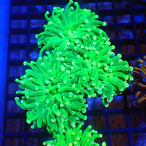 Torch Coral AA003 | Fimbriaphyllia glabrescens - Red Sea 20K LED