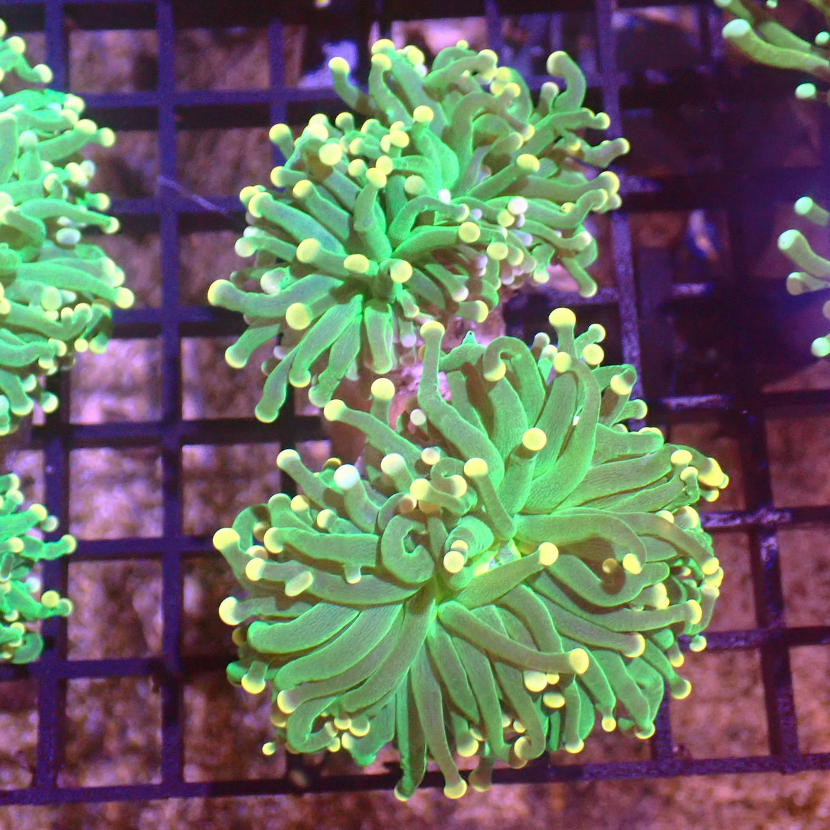 Torch Coral AA004 | Fimbriaphyllia glabrescens at ← Red Sea 15k