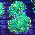 Torch Coral AA004 | Fimbriaphyllia glabrescens - Red Sea 20K LED