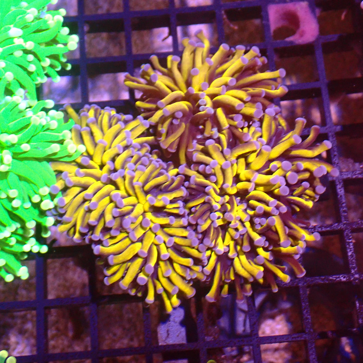 Torch Coral AA005 | Fimbriaphyllia glabrescens at ← Red Sea 15k