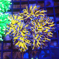 Torch Coral AA005 | Fimbriaphyllia glabrescens - Red Sea 20K LED