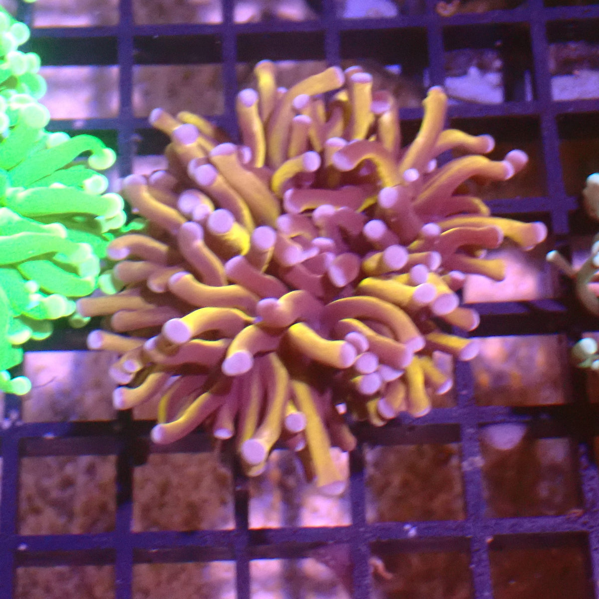 Torch Coral AA006 | Fimbriaphyllia glabrescens at ← Red Sea 15k
