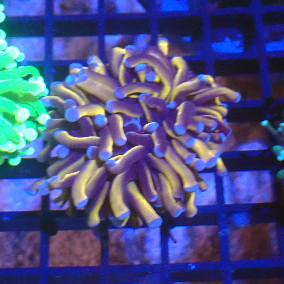 Torch Coral AA006 | Fimbriaphyllia glabrescens - Red Sea 20K LED