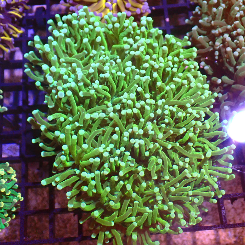 Torch Coral AA007 | Fimbriaphyllia glabrescens - Red Sea 15K