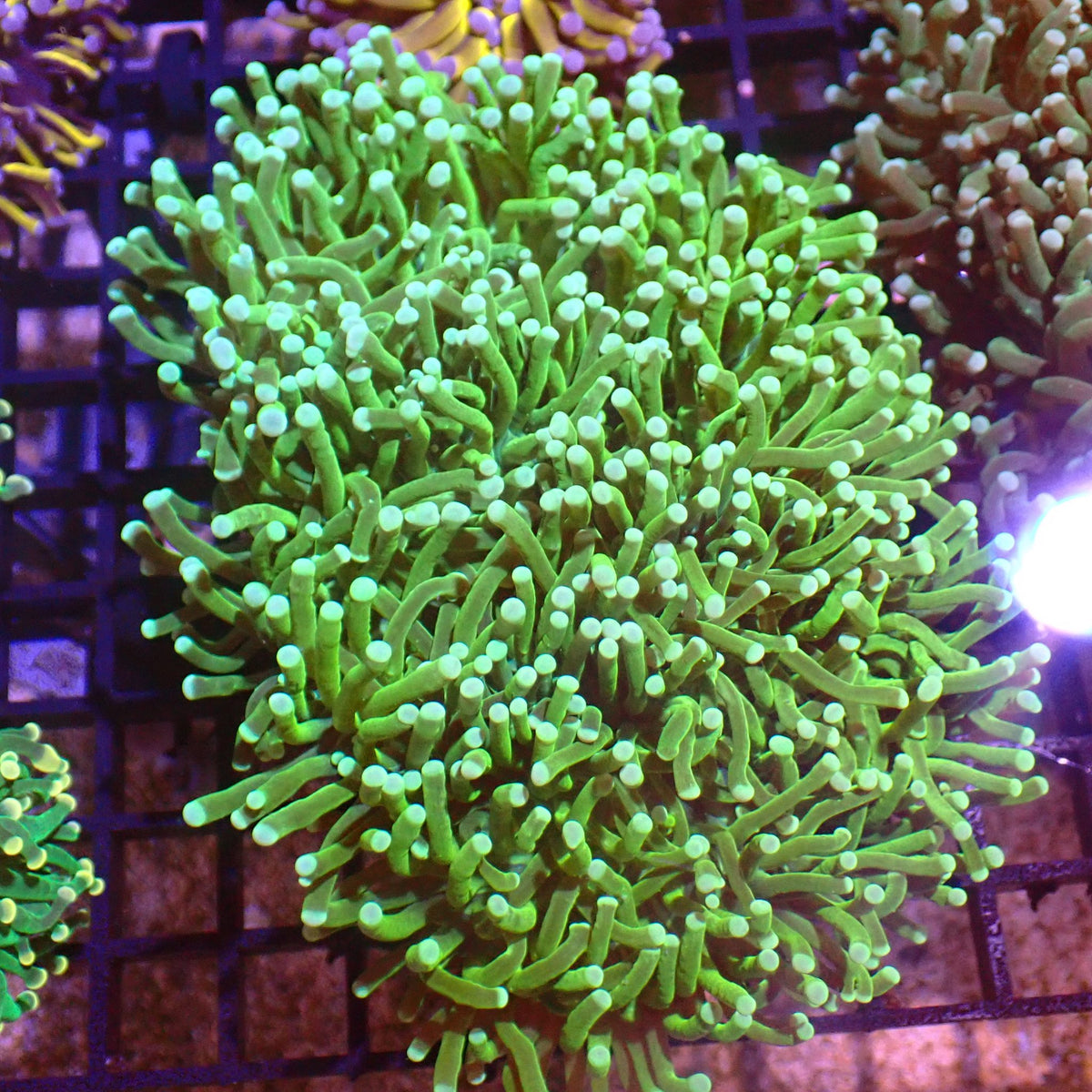 Torch Coral AA007 | Fimbriaphyllia glabrescens - Red Sea 15K