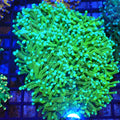 Torch Coral AA007 | Fimbriaphyllia glabrescens - Red Sea 20K LED
