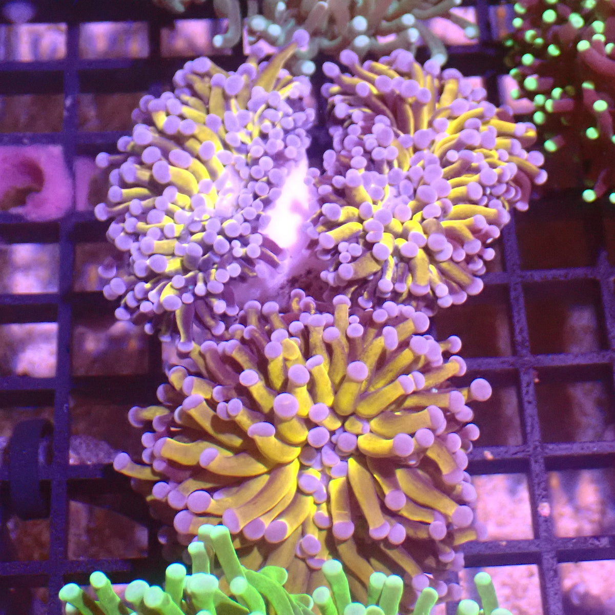 Torch Coral AA008 | Fimbriaphyllia glabrescens - Red Sea 15K