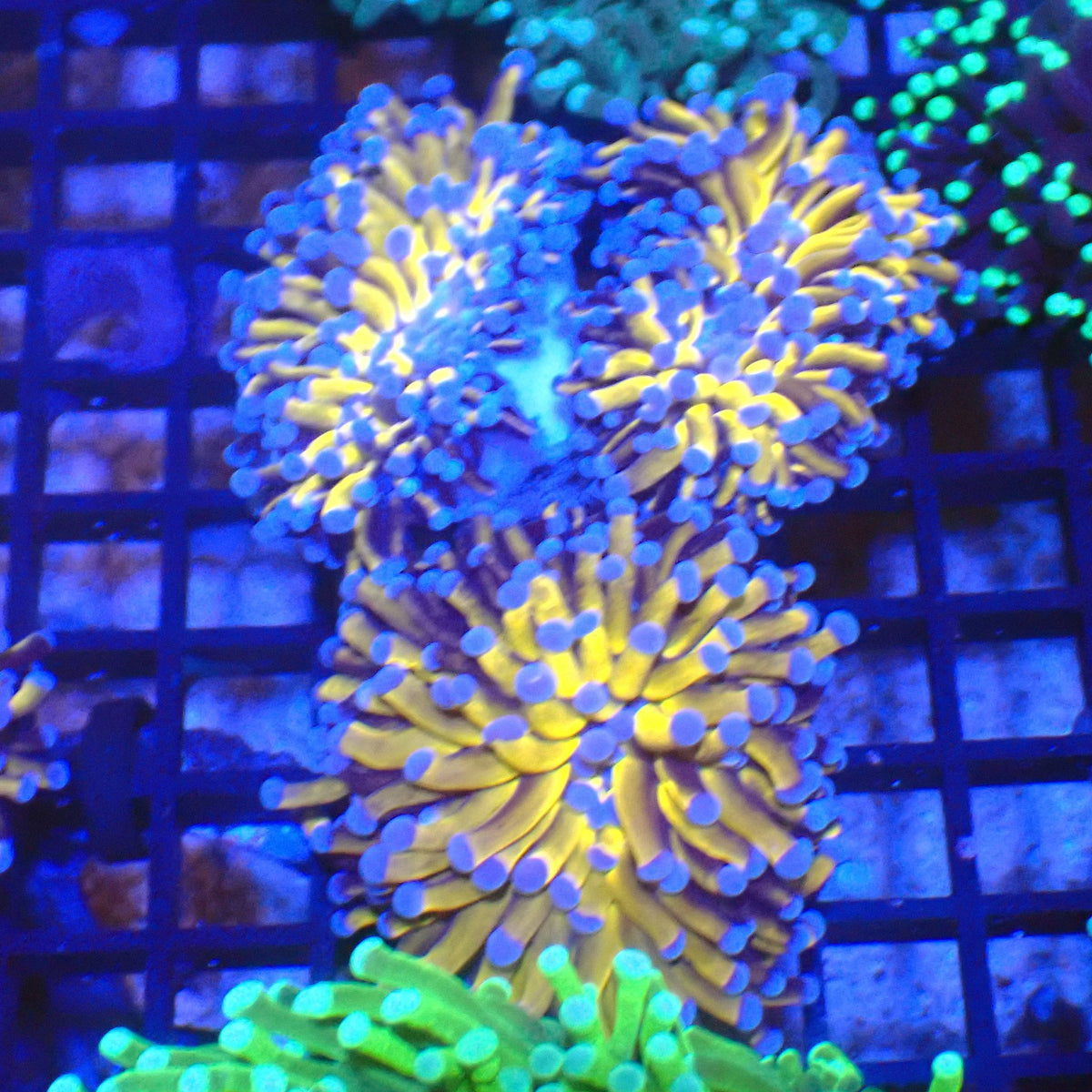 Torch Coral AA008 | Fimbriaphyllia glabrescens at Red Sea 20k →