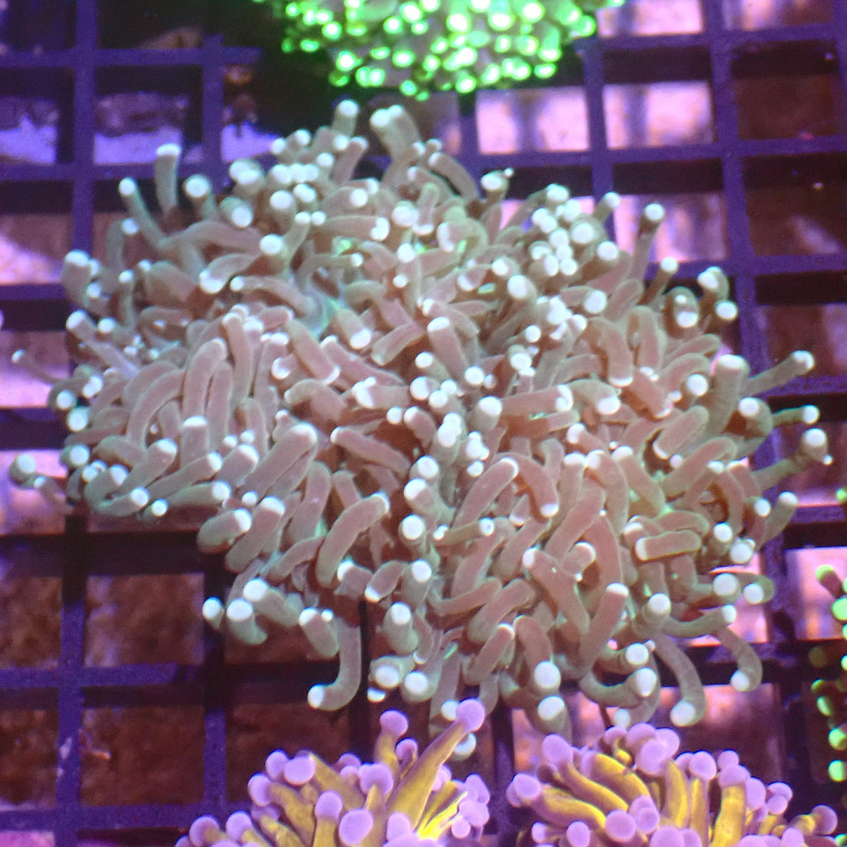 Torch Coral AA009 | Fimbriaphyllia glabrescens - Red Sea 15K