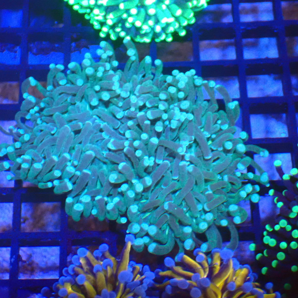 Torch Coral AA009 | Fimbriaphyllia glabrescens - Red Sea 20K LED