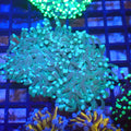 Torch Coral AA009 | Fimbriaphyllia glabrescens - Red Sea 20K LED