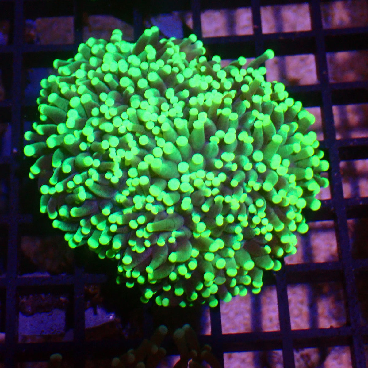 Torch Coral AA010 | Fimbriaphyllia glabrescens - Red Sea 15K
