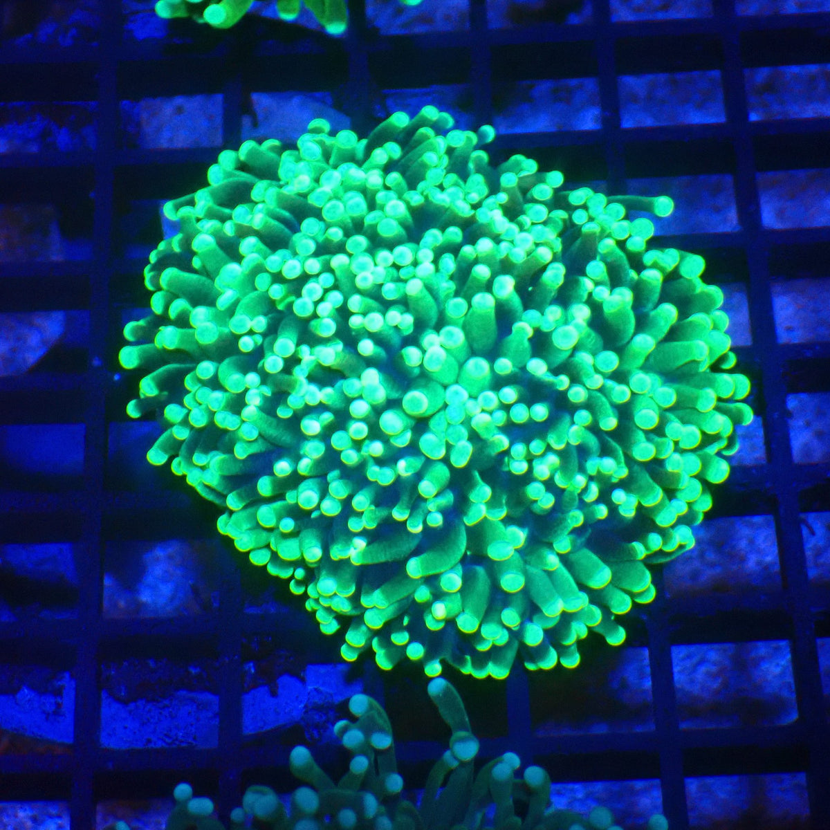 Torch Coral AA010 | Fimbriaphyllia glabrescens at Red Sea 20k →