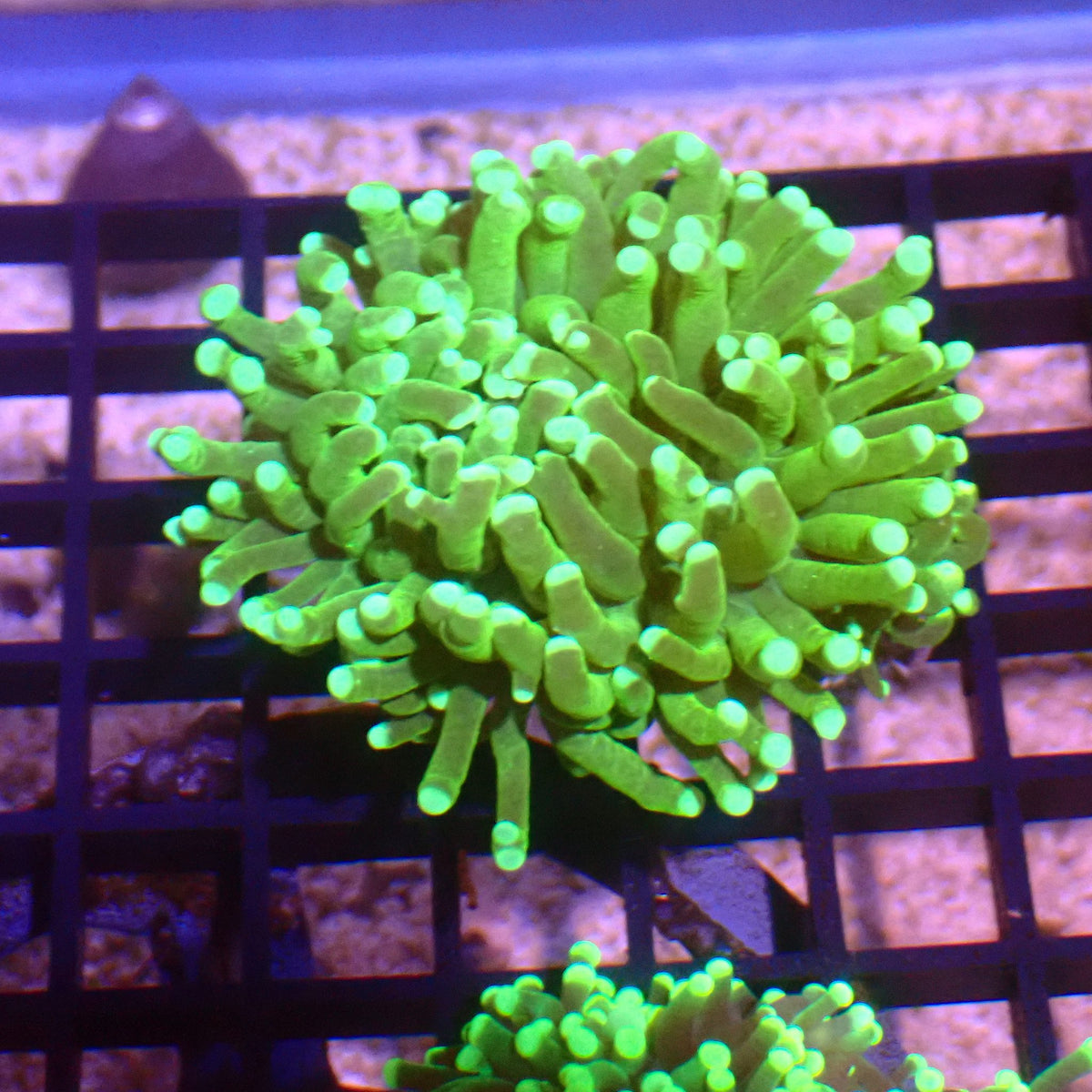 Torch Coral AA011 | Fimbriaphyllia glabrescens - Red Sea 15K