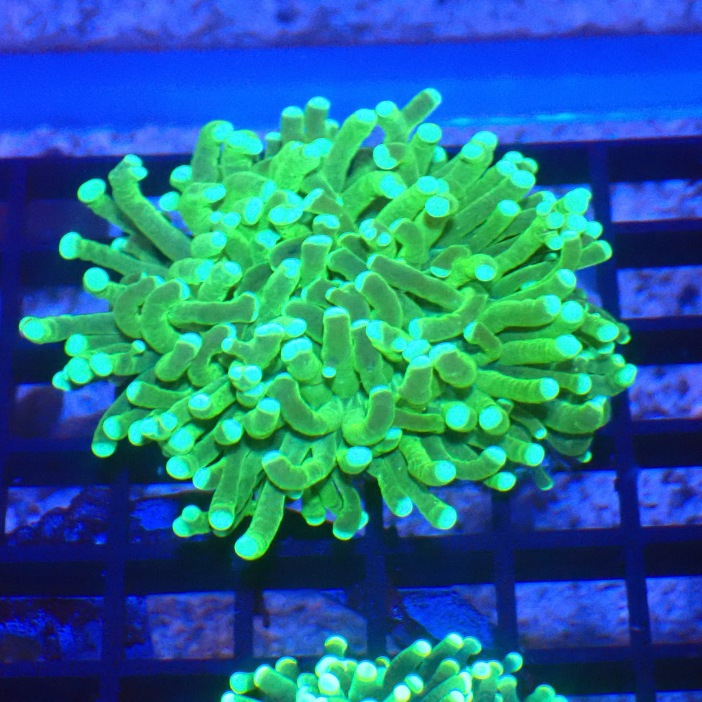 Torch Coral AA011 | Fimbriaphyllia glabrescens - Red Sea 20K LED