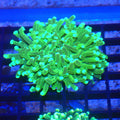 Torch Coral AA011 | Fimbriaphyllia glabrescens - Red Sea 20K LED