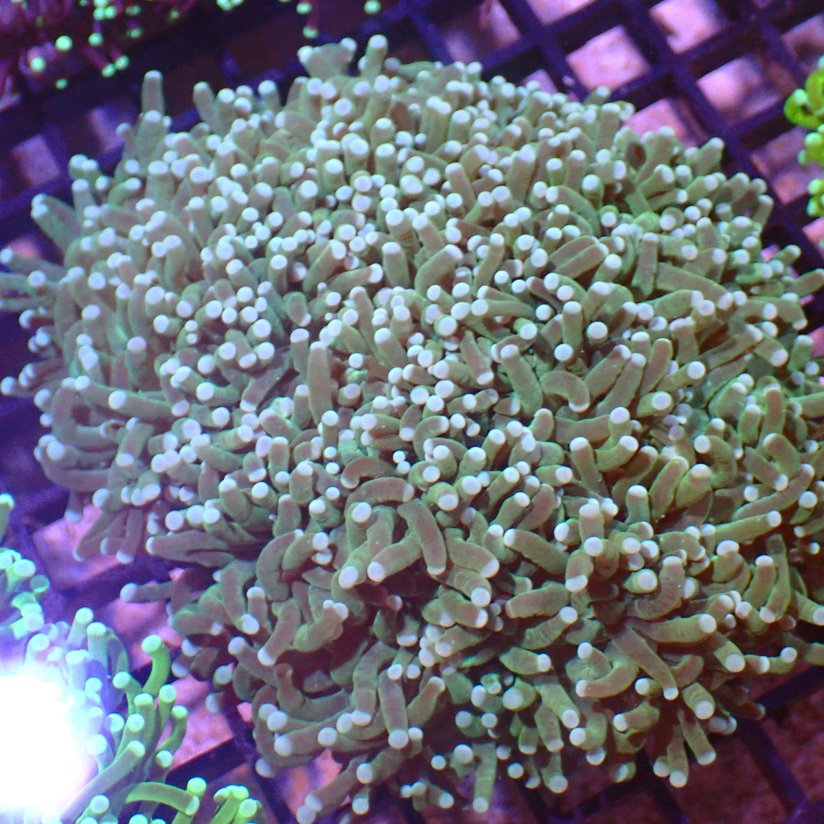 Torch Coral AA012 | Fimbriaphyllia glabrescens at ← Red Sea 15k