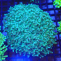 Torch Coral AA012 | Fimbriaphyllia glabrescens - Red Sea 20K LED