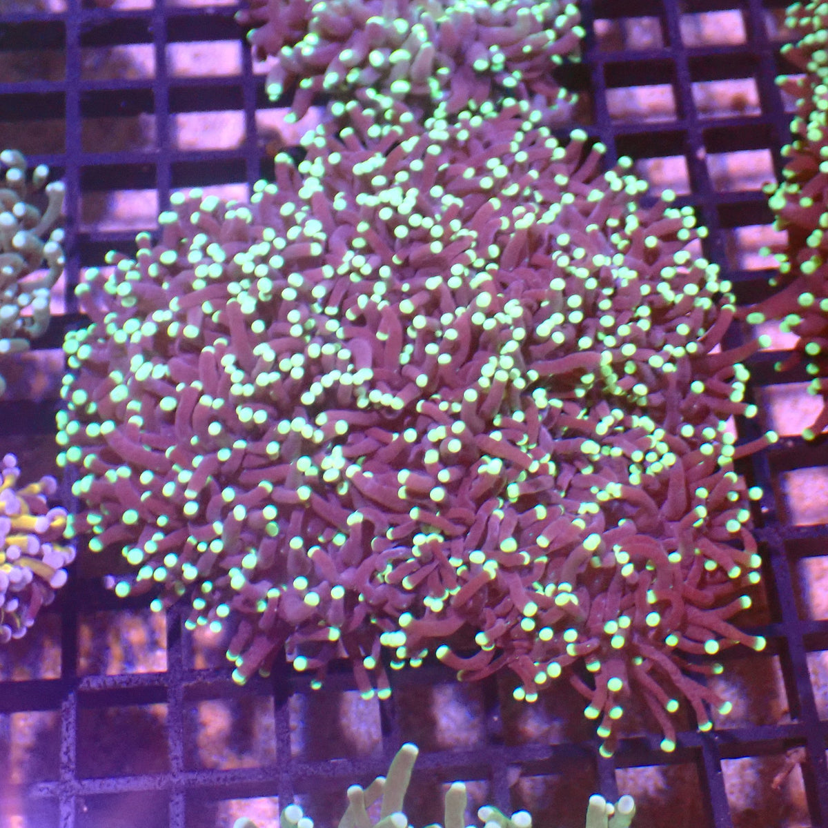 Torch Coral AA013 | Fimbriaphyllia glabrescens - Red Sea 15K