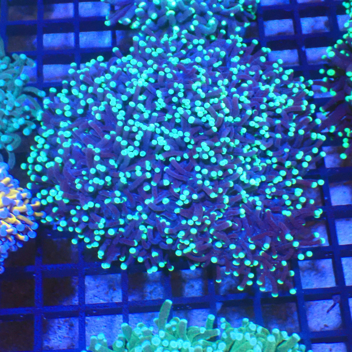 Torch Coral AA013 | Fimbriaphyllia glabrescens - Red Sea 20K LED
