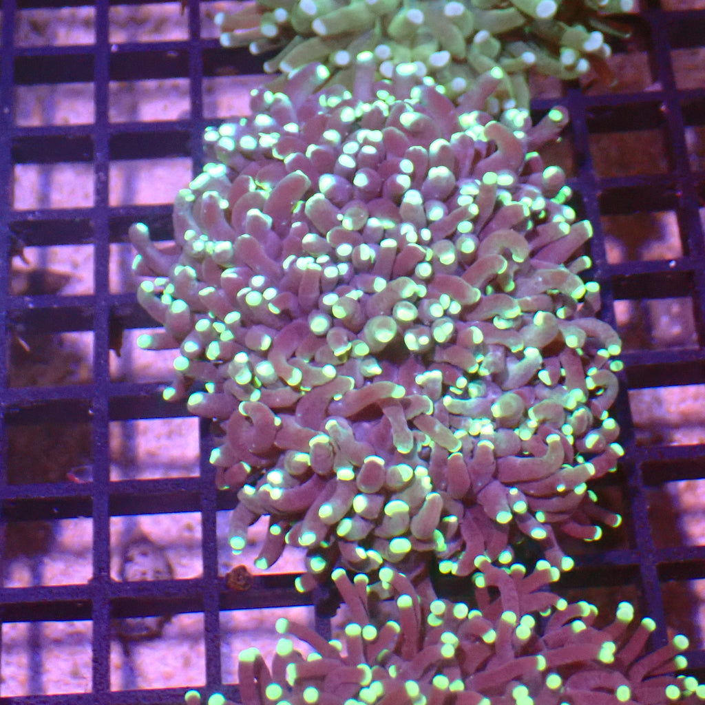Torch Coral AA014 | Fimbriaphyllia glabrescens - Red Sea 15K