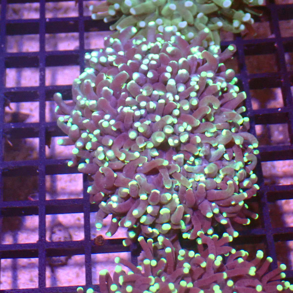 Torch Coral AA014 | Fimbriaphyllia glabrescens at ← Red Sea 15k