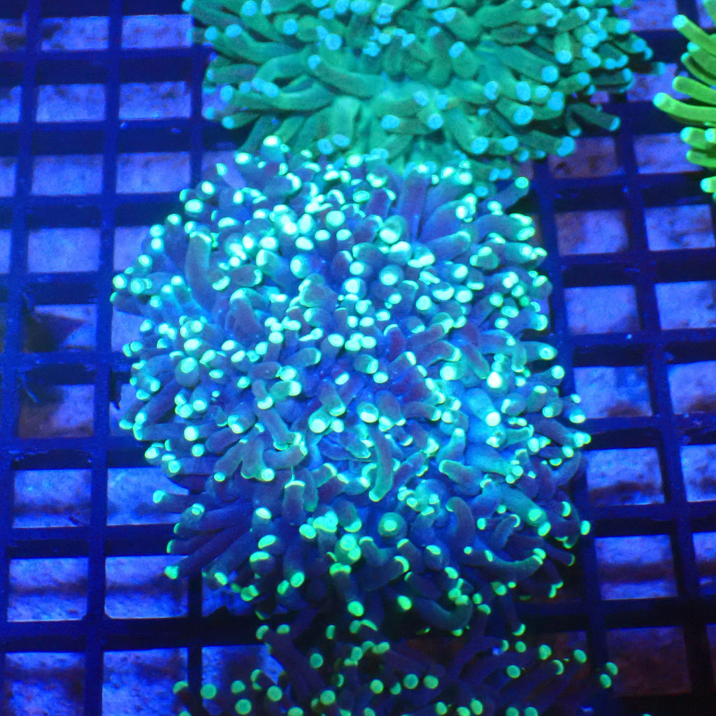 Torch Coral AA014 | Fimbriaphyllia glabrescens - Red Sea 20K LED