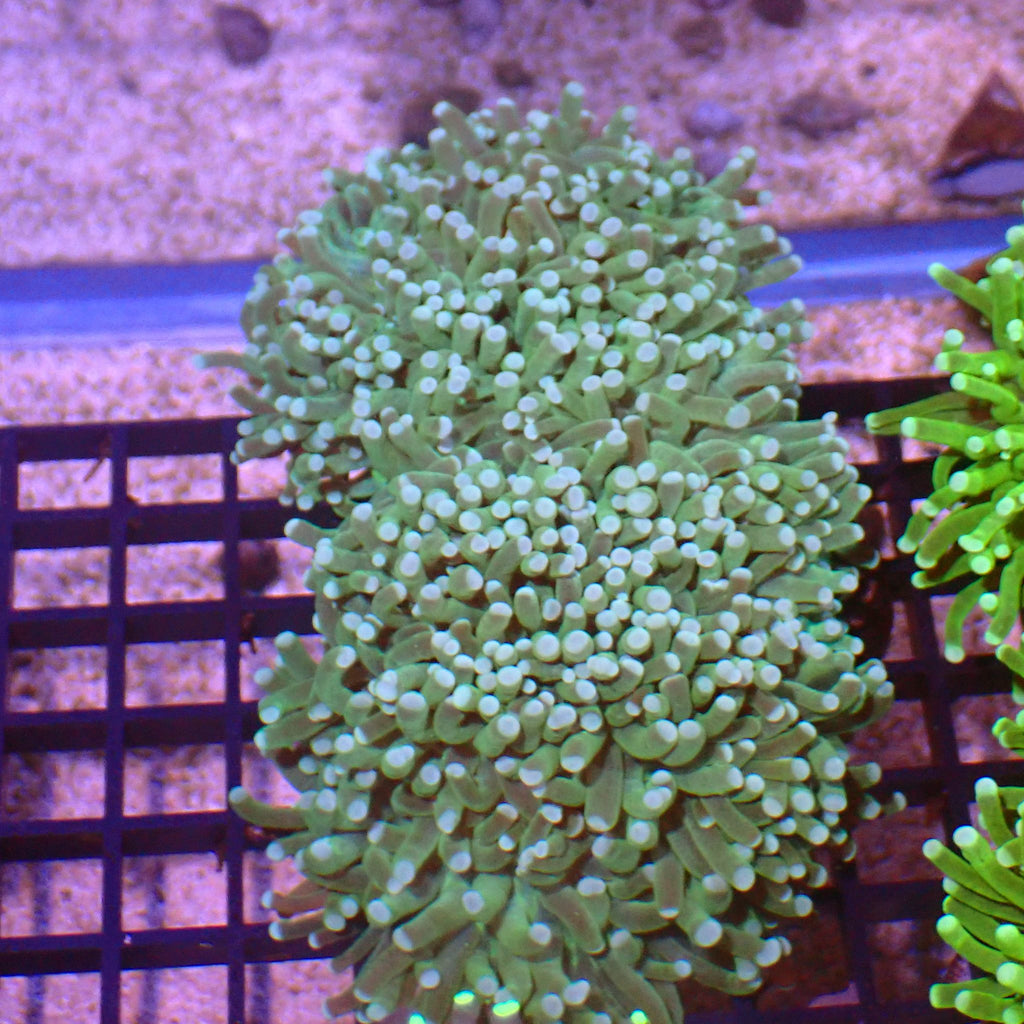 Torch Coral AA015 | Fimbriaphyllia glabrescens - Red Sea 15K