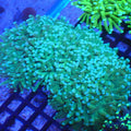 Torch Coral AA015 | Fimbriaphyllia glabrescens - Red Sea 20K LED