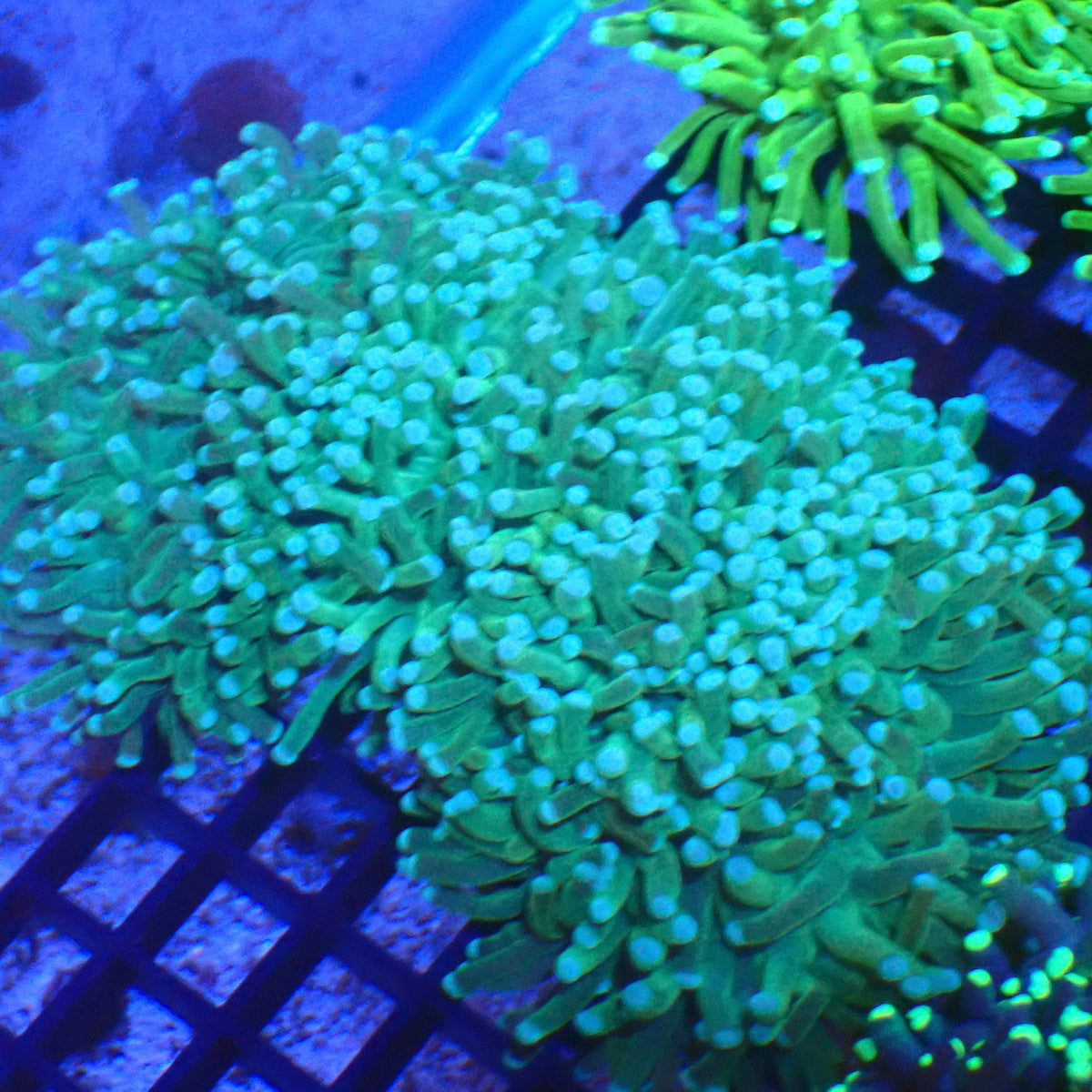 Torch Coral AA015 | Fimbriaphyllia glabrescens - Red Sea 20K LED
