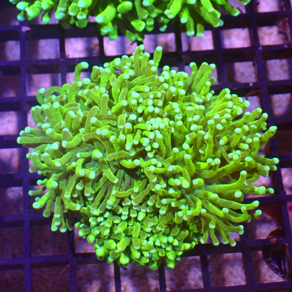 Torch Coral AA016 | Fimbriaphyllia glabrescens - Red Sea 15K