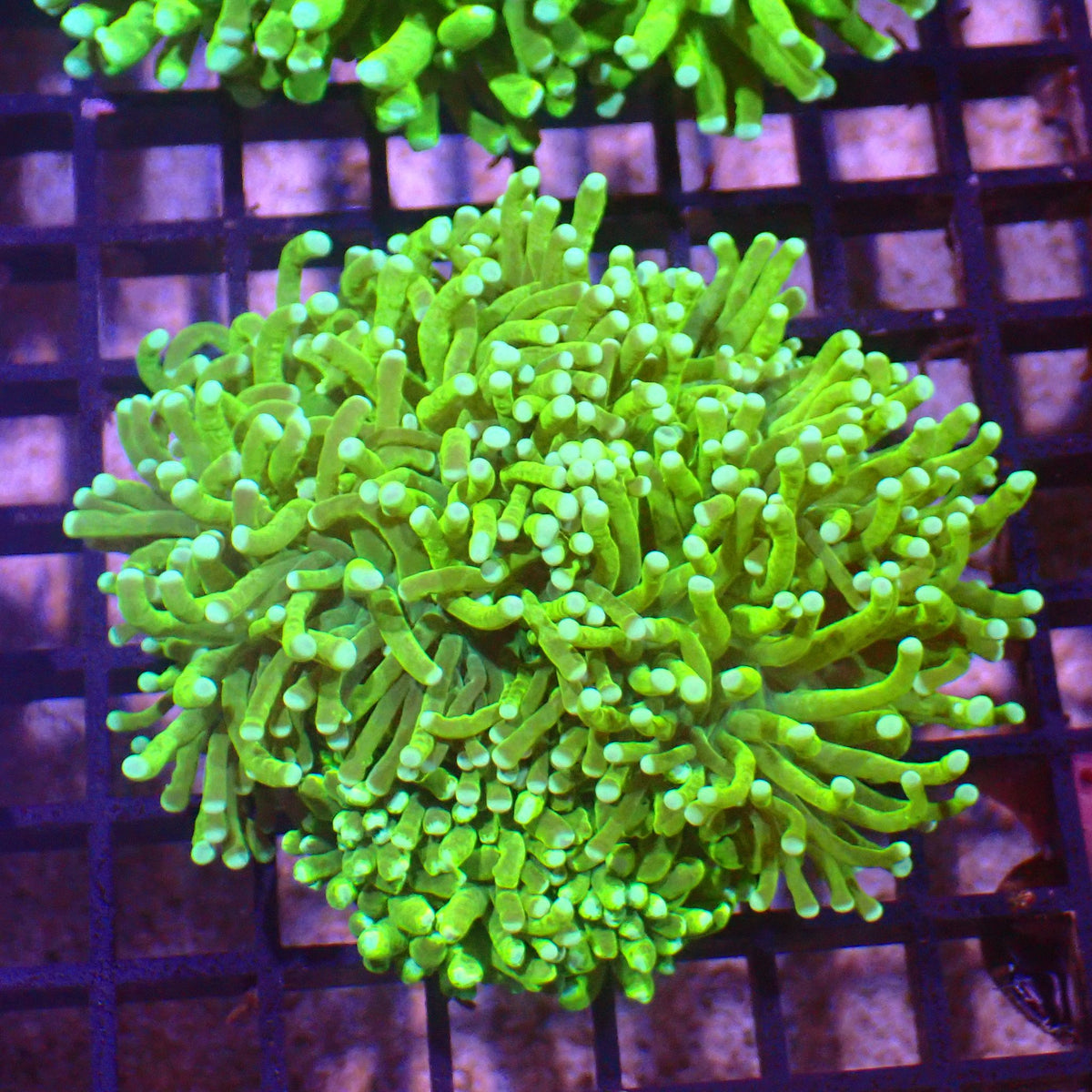 Torch Coral AA016 | Fimbriaphyllia glabrescens at ← Red Sea 15k