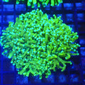 Torch Coral AA016 | Fimbriaphyllia glabrescens - Red Sea 20K LED