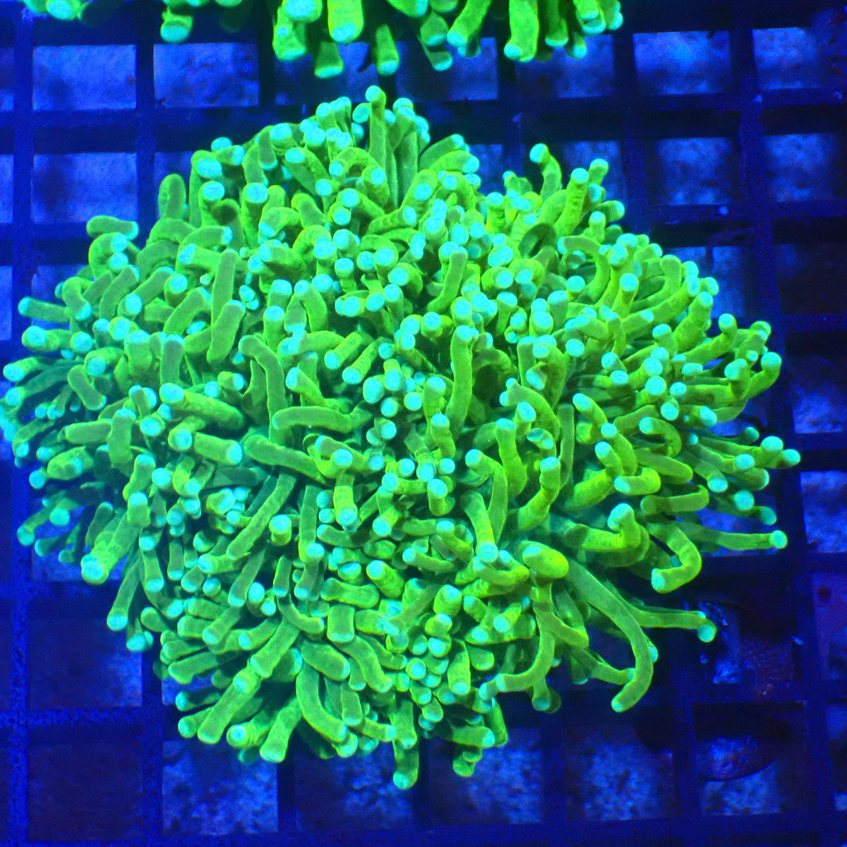 Torch Coral AA016 | Fimbriaphyllia glabrescens at Red Sea 20k →