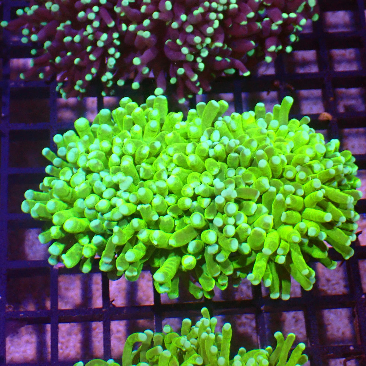Torch Coral AA017 | Fimbriaphyllia glabrescens - Red Sea 15K