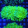 Torch Coral AA017 | Fimbriaphyllia glabrescens - Red Sea 20K LED
