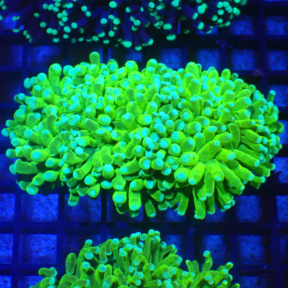 Torch Coral AA017 | Fimbriaphyllia glabrescens - Red Sea 20K LED